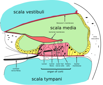 Sensorineural hearing loss